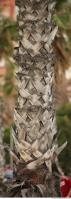photo texture of palm bark 0015